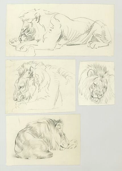 Studies of a resting male Lion