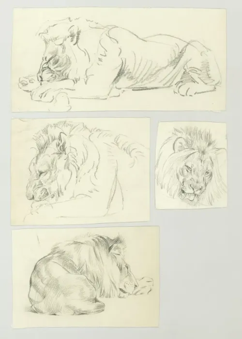 Framed Print : Studies of a resting male Lion Framed Print : Studies of a resting male Lion