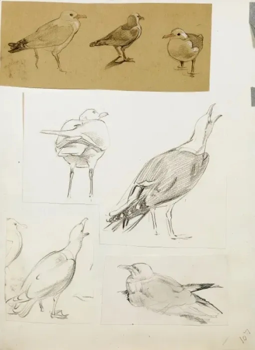 Framed Print : Studies of seagulls Framed Print : Studies of seagulls