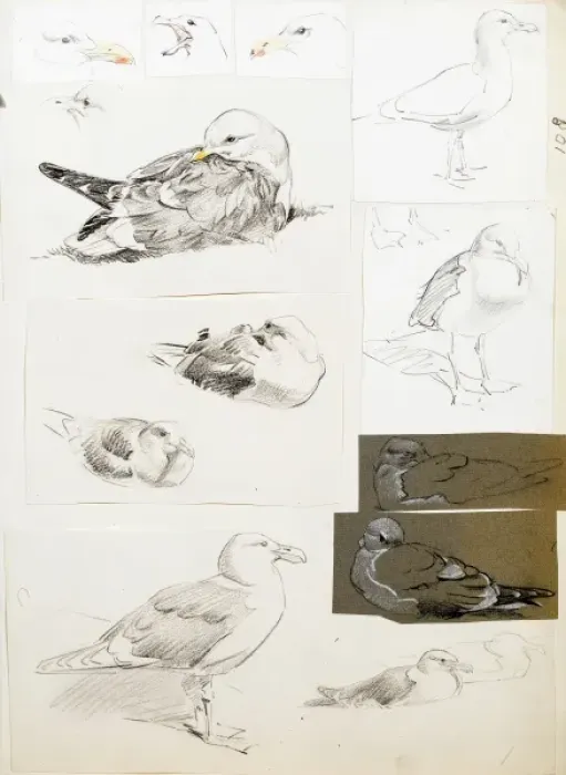 Framed Print : Studies of seagulls Framed Print : Studies of seagulls