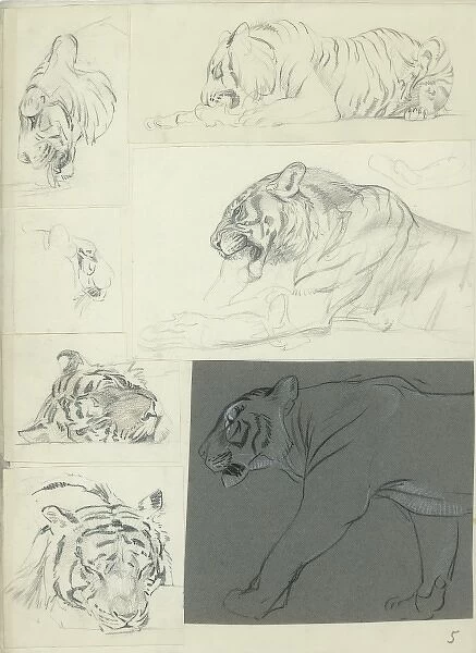 Studies of a Tiger