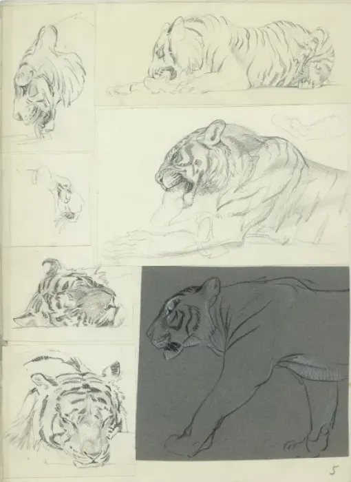 Framed Print : Studies of a Tiger Framed Print : Studies of a Tiger