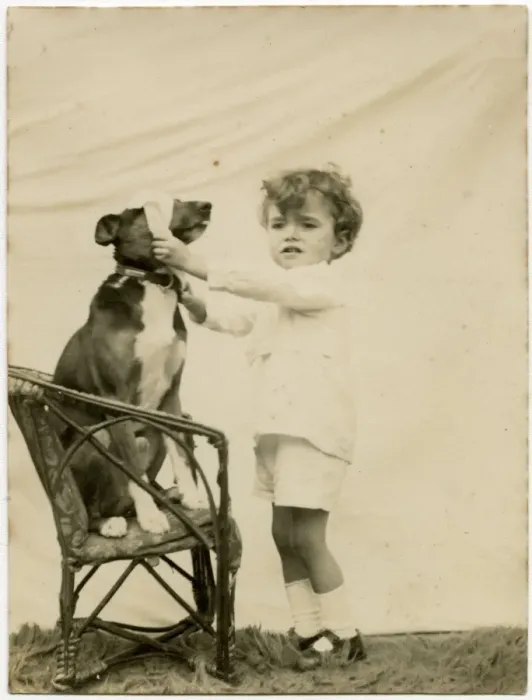 Framed Print : Studio photo, boy putting blindfold on dog Framed Print : Studio photo, boy putting blindfold on dog