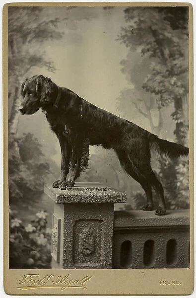 Studio portrait, dog on a pedestal