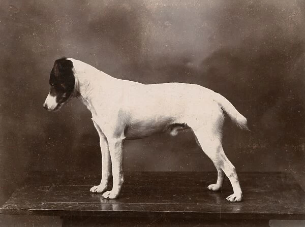 Studio portrait of a Jack Russell terrier dog