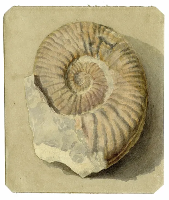 Framed Print : Study of an ammonite Framed Print : Study of an ammonite