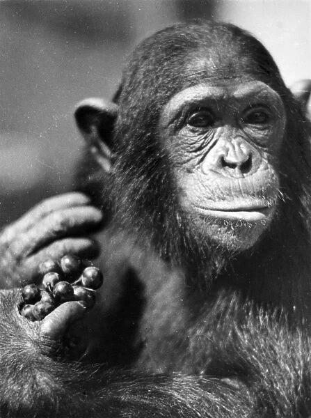 Study of a Chimpanzee