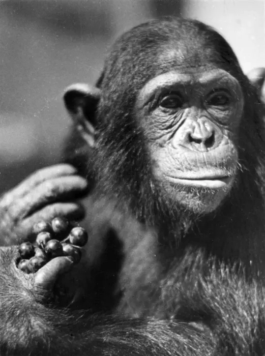 Framed Print : Study of a Chimpanzee Framed Print : Study of a Chimpanzee