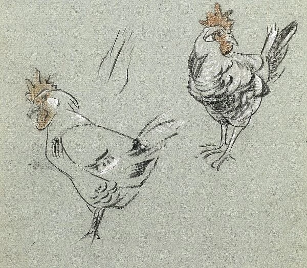 Study of two hens