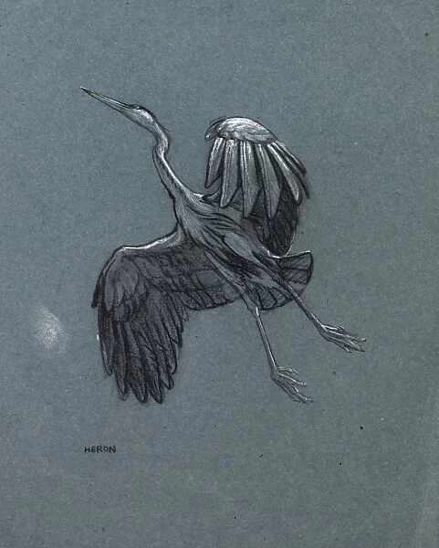 Study of a heron in flight