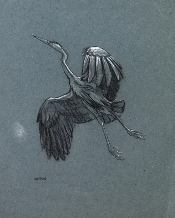 Framed Print : Study of a heron in flight Framed Print : Study of a heron in flight