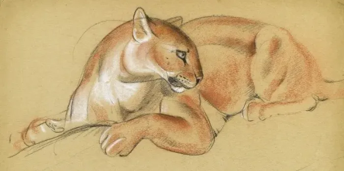 Framed Print : Study of a puma Framed Print : Study of a puma