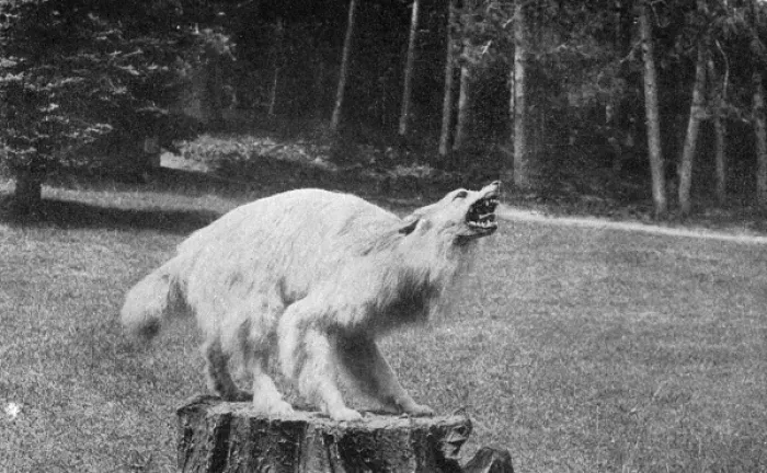 Framed Print : Stuffed dog mounted on a tree stump Framed Print : Stuffed dog mounted on a tree stump
