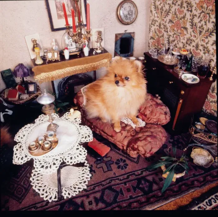 Framed Print : Stuffed dog, Walter Potter Museum, London Framed Print : Stuffed dog, Walter Potter Museum, London