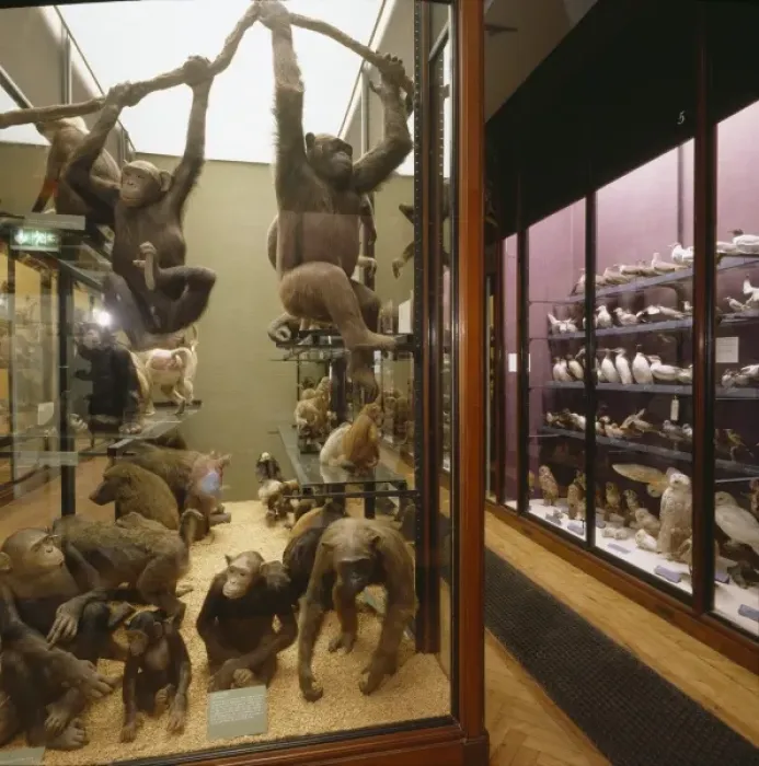 Framed Print : Stuffed primates in Gallery 1, The Natural History Museum Framed Print : Stuffed primates in Gallery 1, The Natural History Museum