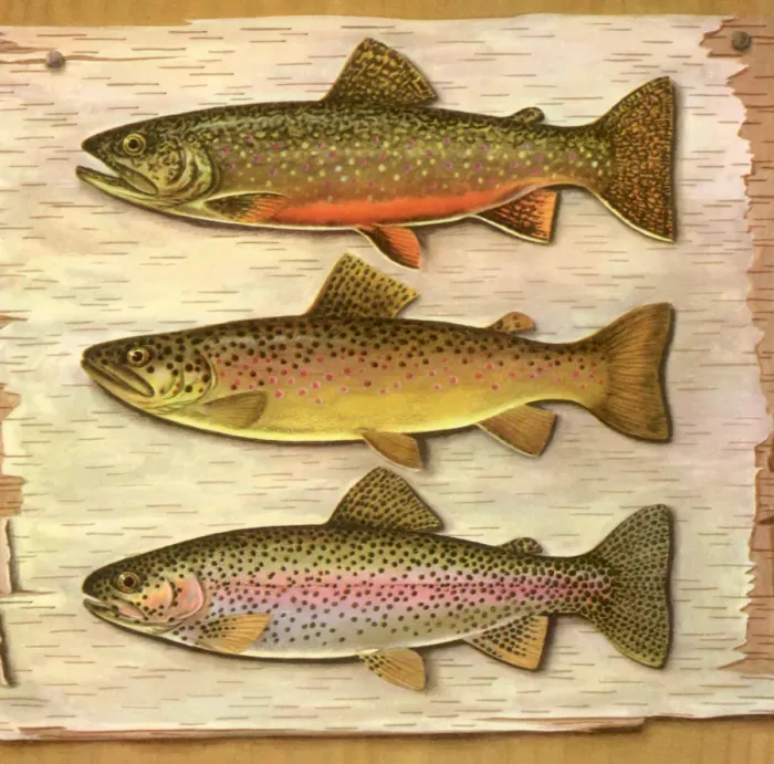 Framed Print : Three Stuffed Trout Date: 1950 Framed Print : Three Stuffed Trout Date: 1950
