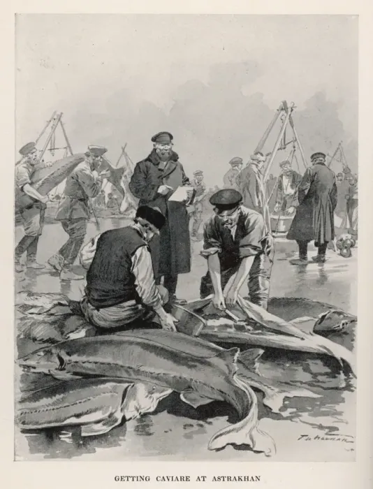 Framed Print : STURGEON CAVIAR EXTRACT Framed Print : STURGEON CAVIAR EXTRACT