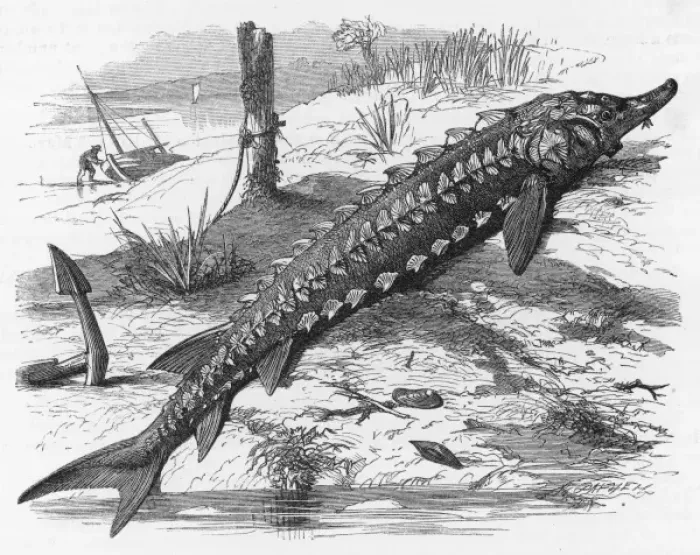 Framed Print : Sturgeon / Riverbank C1860 Framed Print : Sturgeon / Riverbank C1860