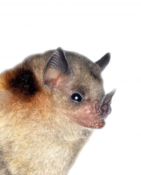 Sturnira lilium parvidens, yellow-shouldered bat