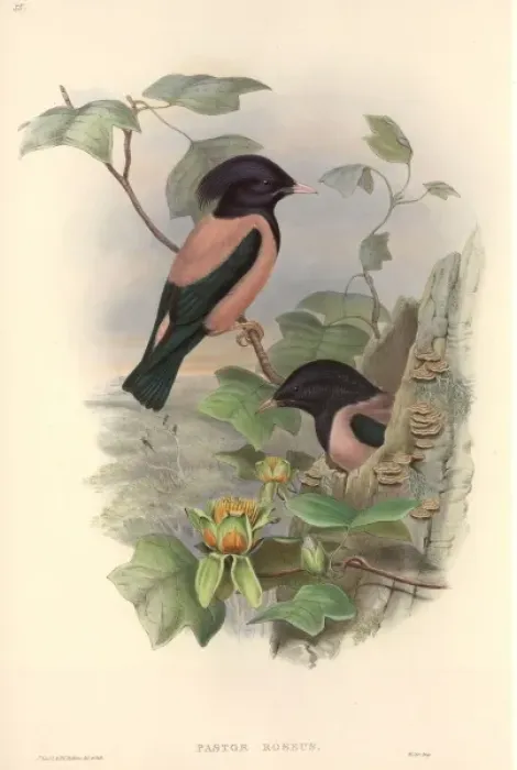 Framed Print : Sturnus roseus, rosy starling Framed Print : Sturnus roseus, rosy starling