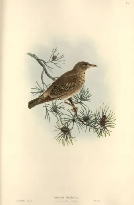 Framed Print : Sturnus roseus, rosy starling Framed Print : Sturnus roseus, rosy starling