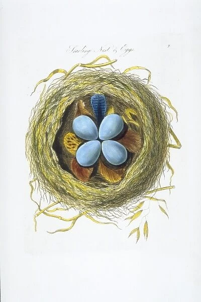 Sturnus vulgaris, European starling nest and eggs