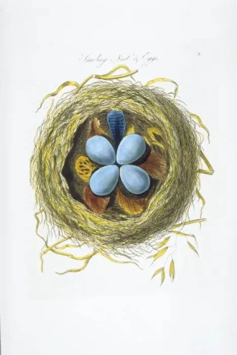 Framed Print : Sturnus vulgaris, European starling nest and eggs Framed Print : Sturnus vulgaris, European starling nest and eggs
