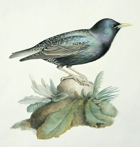Sturnus vulgaris, starling