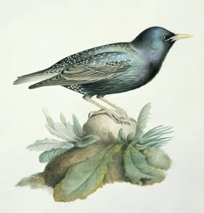 Framed Print : Sturnus vulgaris, starling Framed Print : Sturnus vulgaris, starling