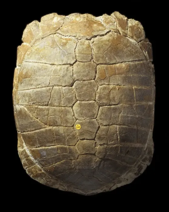 Framed Print : Stylemys nebrascensis, tortoise carapace Framed Print : Stylemys nebrascensis, tortoise carapace