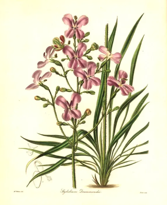 Framed Print : Stylidium affine Framed Print : Stylidium affine
