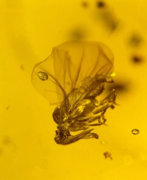 Stylopid in amber. Stylopid parasite (Strepsiptera sp.) preserved in Dominican amber