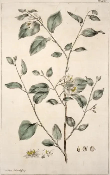 Framed Print : Styrax benzoin, gum benjamin Framed Print : Styrax benzoin, gum benjamin