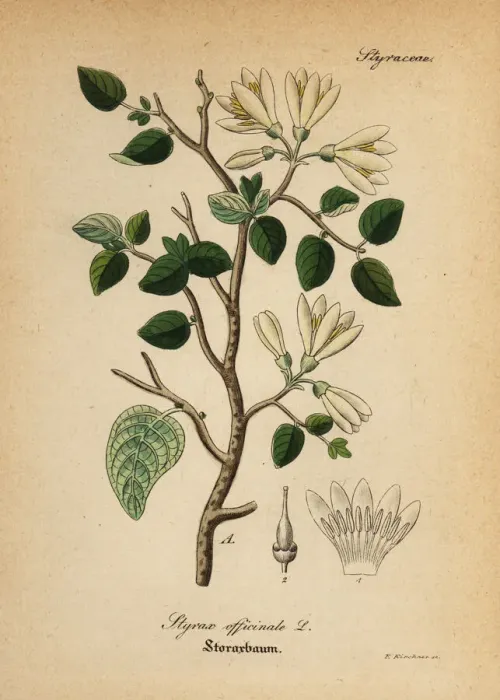 Framed Print : Styrax bush, Styrax officinalis Framed Print : Styrax bush, Styrax officinalis