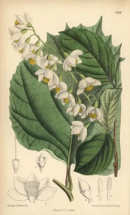 Framed Print : Styrax obassia, native of Japan and Korea Framed Print : Styrax obassia, native of Japan and Korea