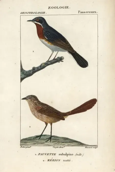 Framed Print : Subalpine warbler, Sylvia cantillans (male) Framed Print : Subalpine warbler, Sylvia cantillans (male)