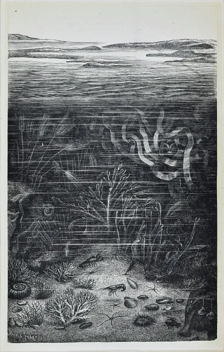 Framed Print : Submarine life of the Schambelen (Lower Jurassic) Framed Print : Submarine life of the Schambelen (Lower Jurassic)