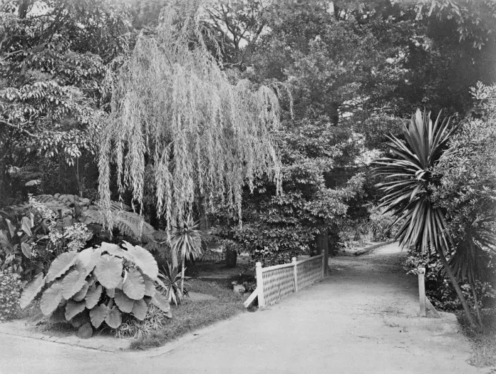 Framed Print : Subtropical garden Framed Print : Subtropical garden