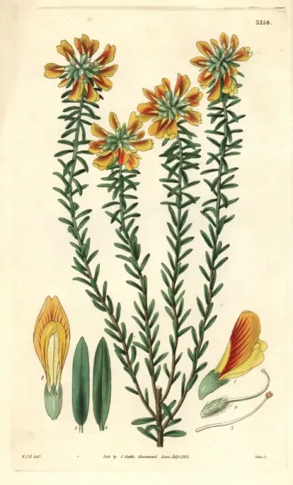 Framed Print : Subumbellate pultanaea, Pultanaea subumbellata Framed Print : Subumbellate pultanaea, Pultanaea subumbellata