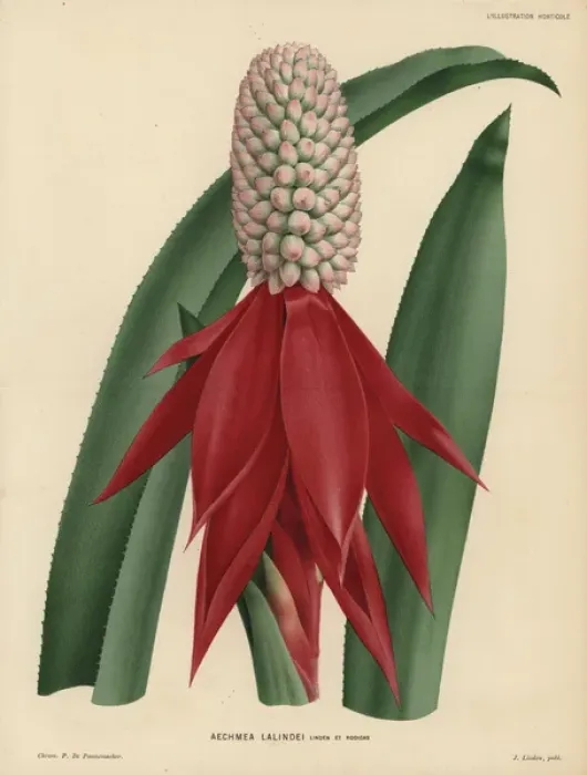 Framed Print : Succulent air plant with spear-shaped crimson Framed Print : Succulent air plant with spear-shaped crimson