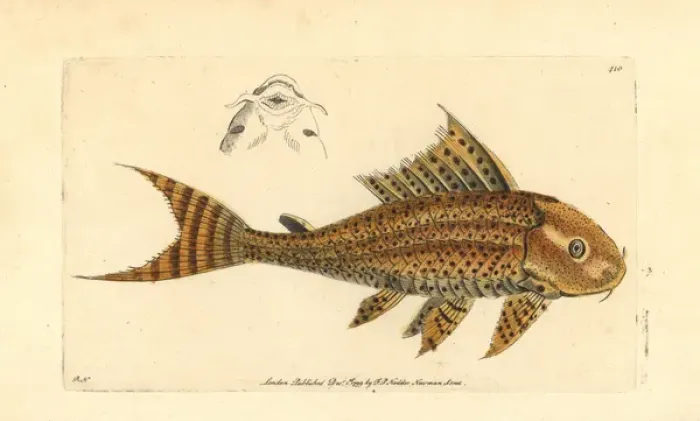 Framed Print : Suckermouth catfish, Hypostomus plecostomus Framed Print : Suckermouth catfish, Hypostomus plecostomus
