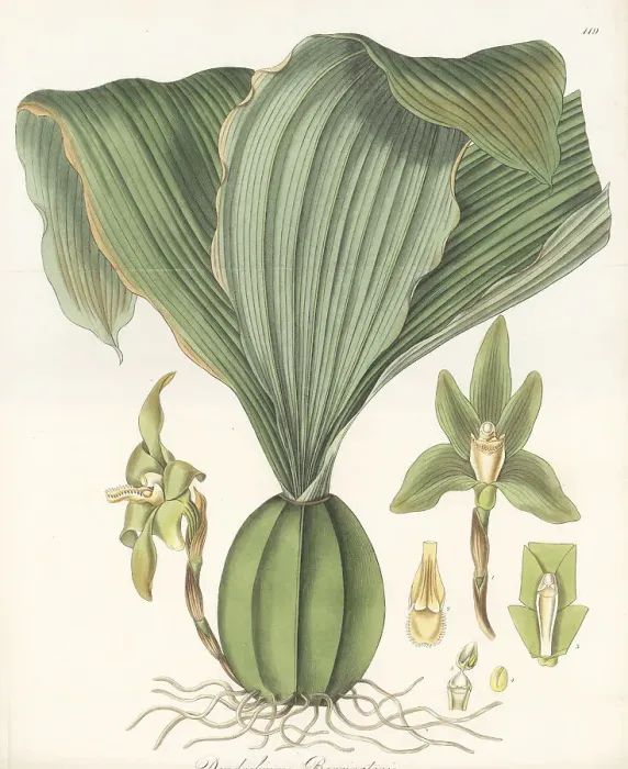 Framed Print : Sudamerlycaste barringtoniae orchid Framed Print : Sudamerlycaste barringtoniae orchid