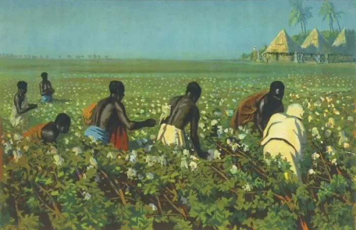 Framed Print : A Sudan Cotton Field Framed Print : A Sudan Cotton Field