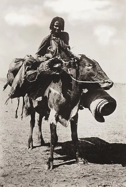 Sudan - Native woman riding a cow - Kordofan