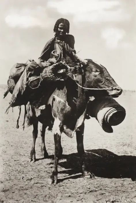 Framed Print : Sudan - Native woman riding a cow - Kordofan Framed Print : Sudan - Native woman riding a cow - Kordofan