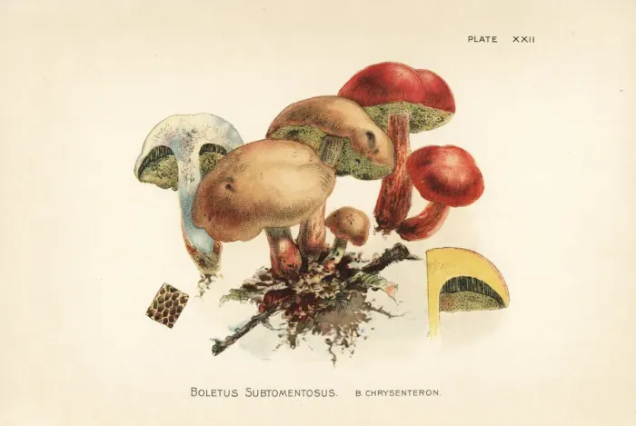 Framed Print : Suede bolete and red cracking bolete Framed Print : Suede bolete and red cracking bolete