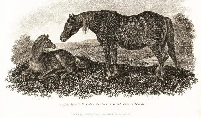 Framed Print : Suffolk Agricultural Punch Horse mare and foal Framed Print : Suffolk Agricultural Punch Horse mare and foal