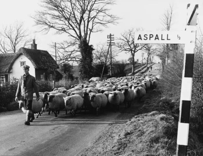 Framed Print : Suffolk Shepherd Framed Print : Suffolk Shepherd
