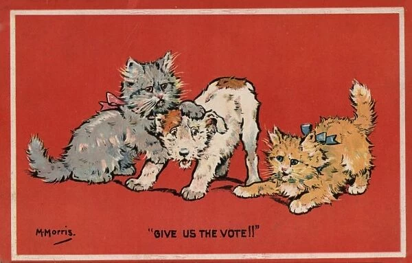 Suffragette Cats and Dog fight
