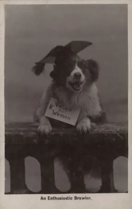 Framed Print : Suffragette Dog in Mortar Board Framed Print : Suffragette Dog in Mortar Board
